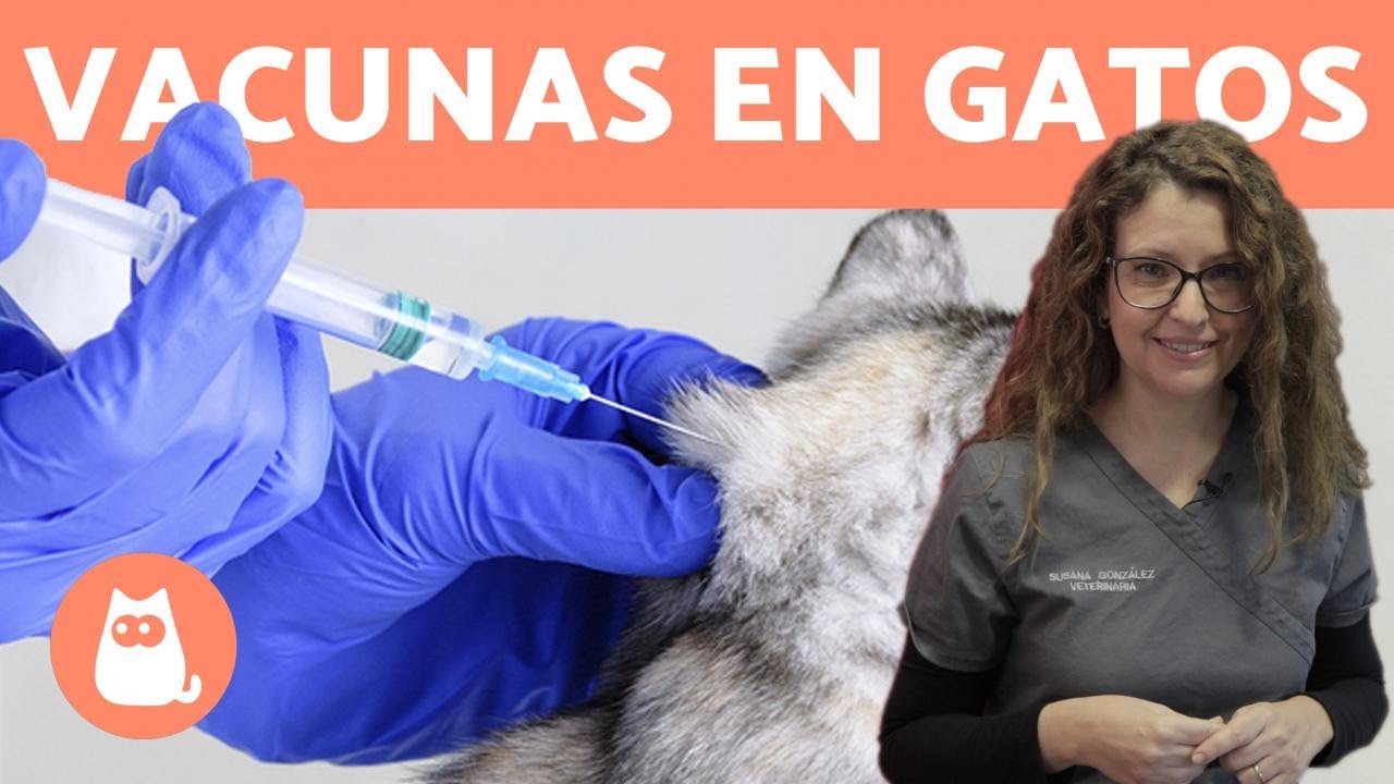 VACUNAR GATOS, ¿Cómo y Cada Cuánto? 🐱 Consejos Veterinarios