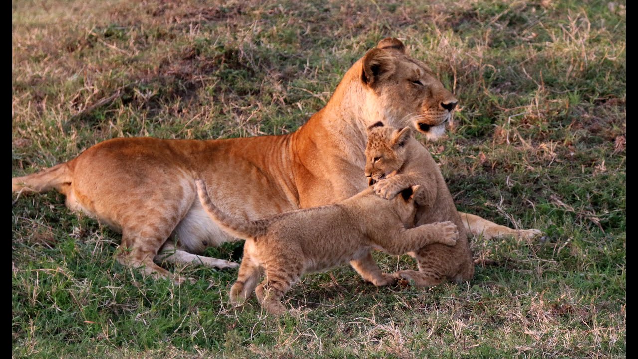Masai Mara safari 7:  Cubs play, mum wants to hunt (near Governors' Camp)