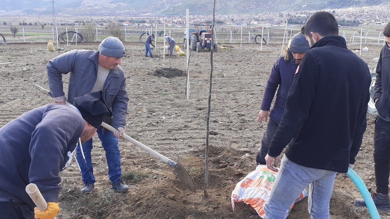 142- Denizli Bozkurtta Orman Toprağı ile Ceviz Fidanı Dikimi, Ayrıntılı dikim aşamaları, rakım 900