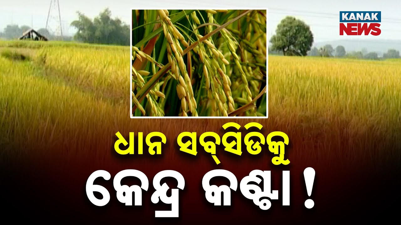 ₹800 Extra Input Subsidy for Paddy Farmers Under Centre’s Radar | Will Odisha Farmers Lose Benefit?