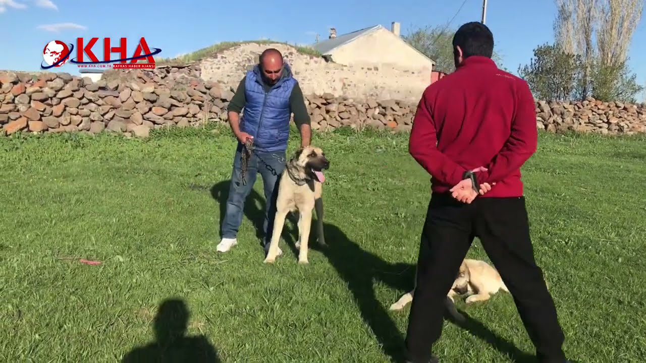 Çoban Köpeklerinin dron tepkisi