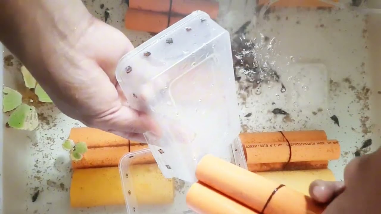 Naglabasan sa taguan nila ang mga crayfish dahil malinis na ang tubig na ginagalawan nila