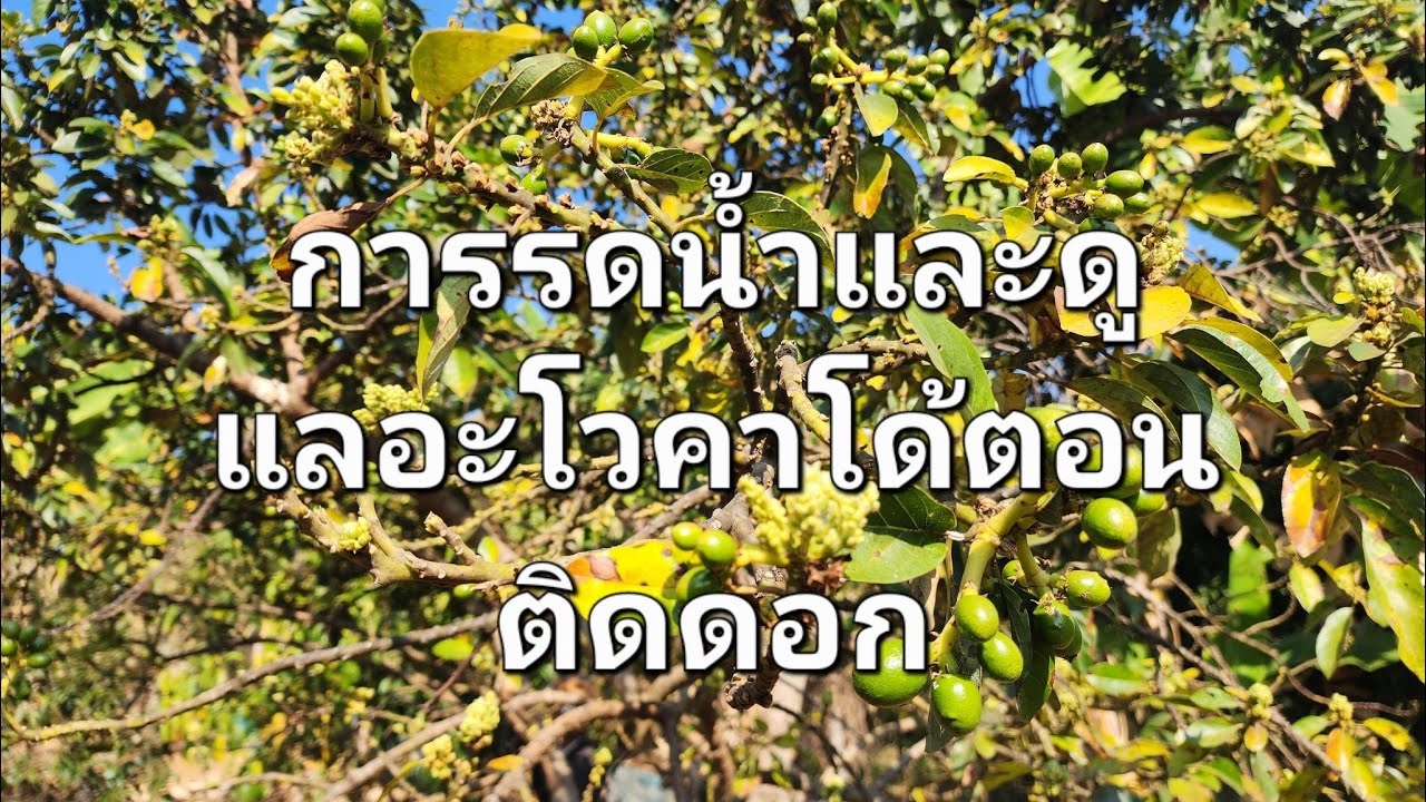 อะโวคาโด้ vlog ep.151 การรดน้ำอะโวคาโด้ช่วงติดดอก