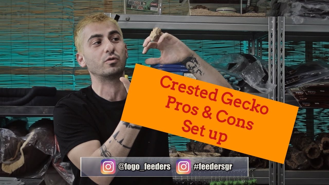 Crested Gecko pros and cons & set up | Boas photos | Feeders Strs ep.42
