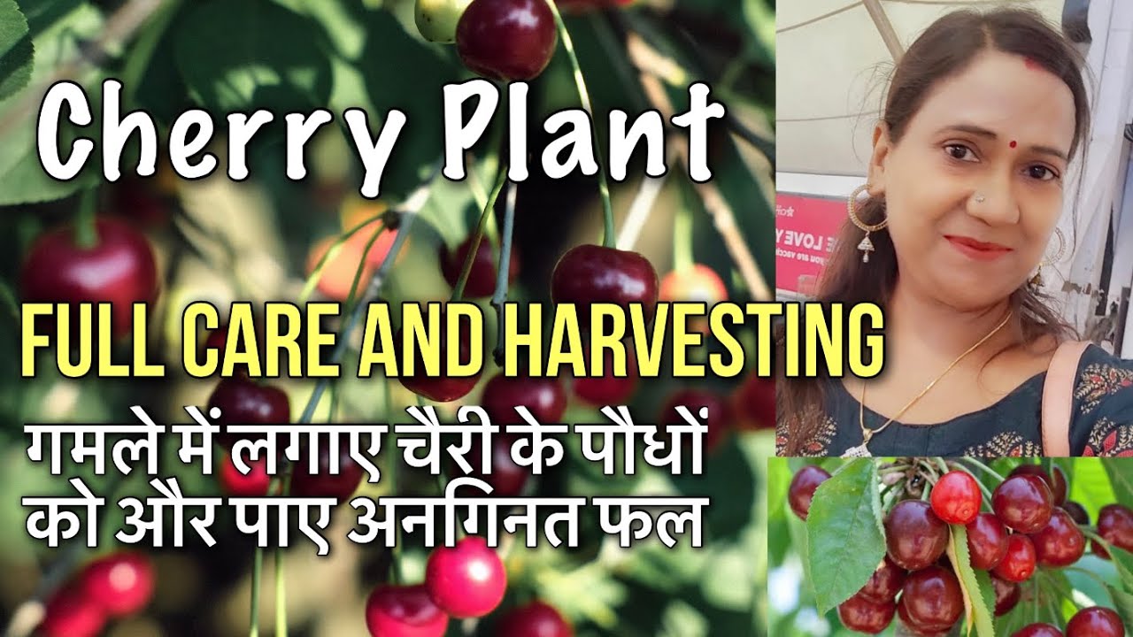 🍒Cherry plant🍒 ki full care ke sath harvesting bhi🍒🥰🥰