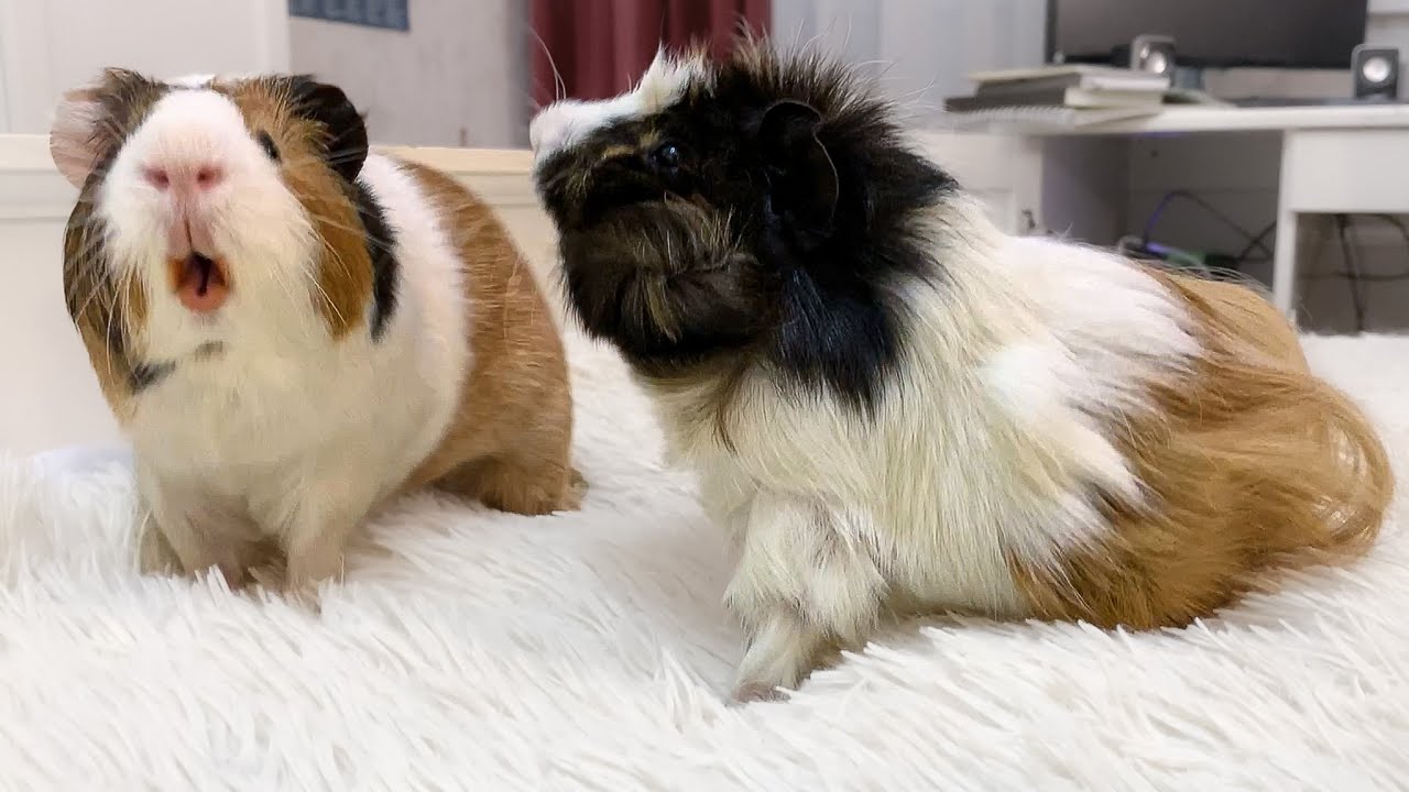 Crazy Guinea Pig sounds.  What do they mean?