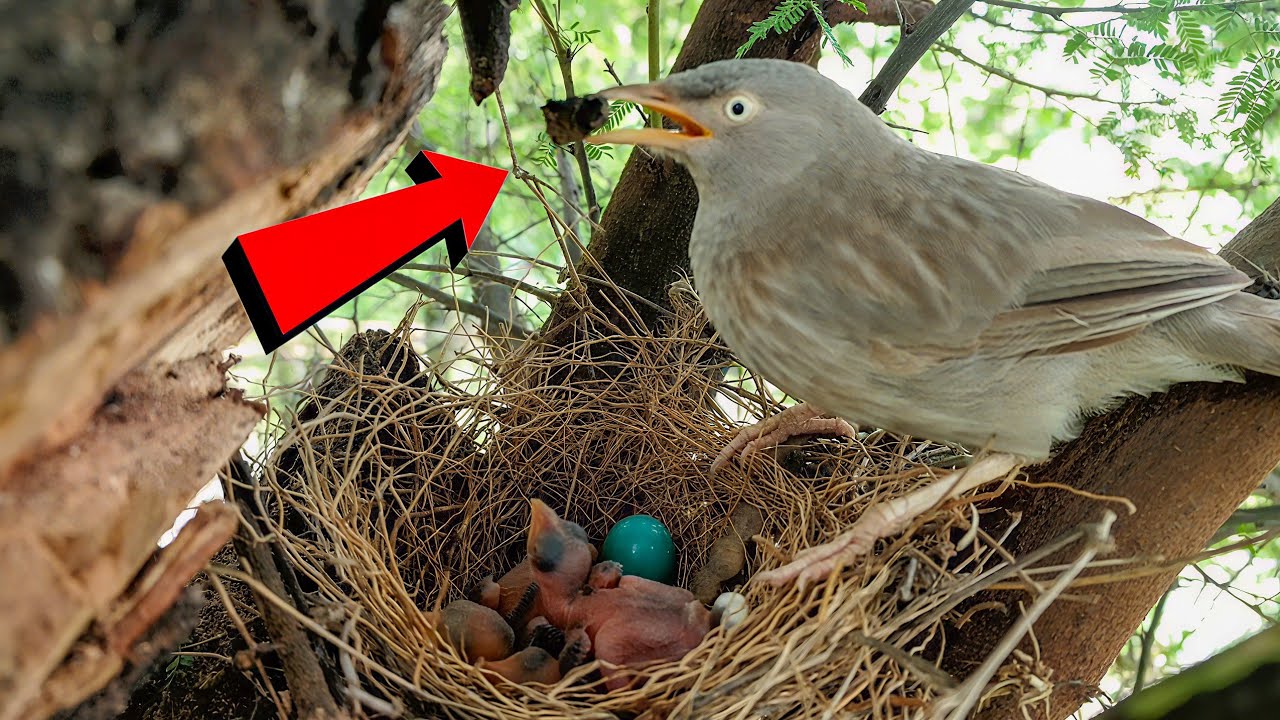 Jungle Babbler Bird Guarding Nestlings Beside Bright Blue Egg