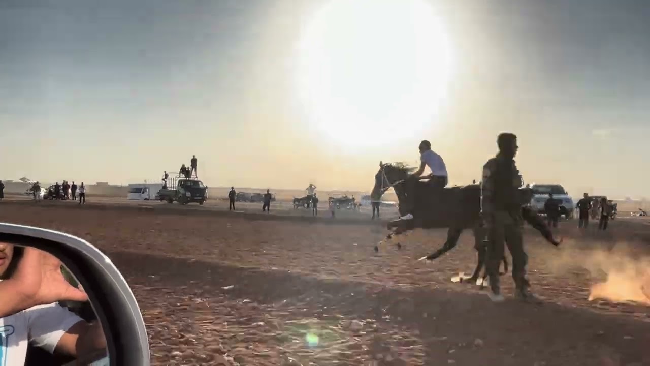 سباق الخيل / حلب الراعي تل عار