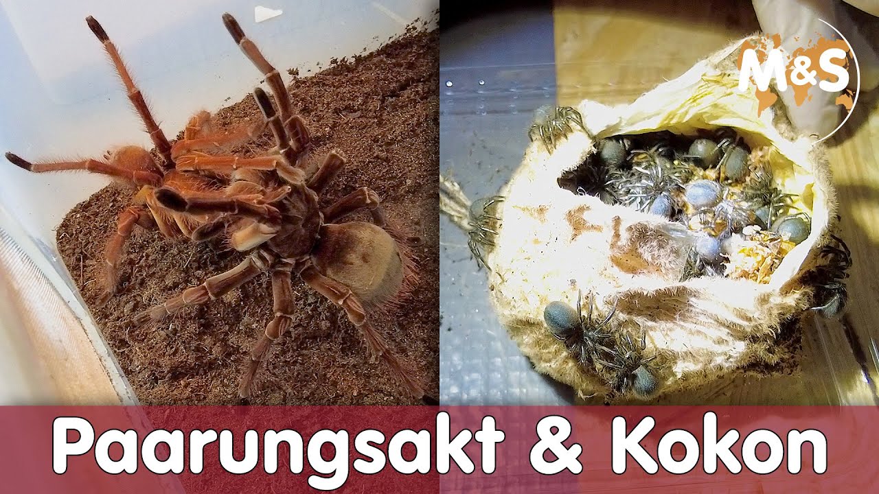 Paarungsakt gefilmt! | Theraphosa apophysis, blondi, stirmi