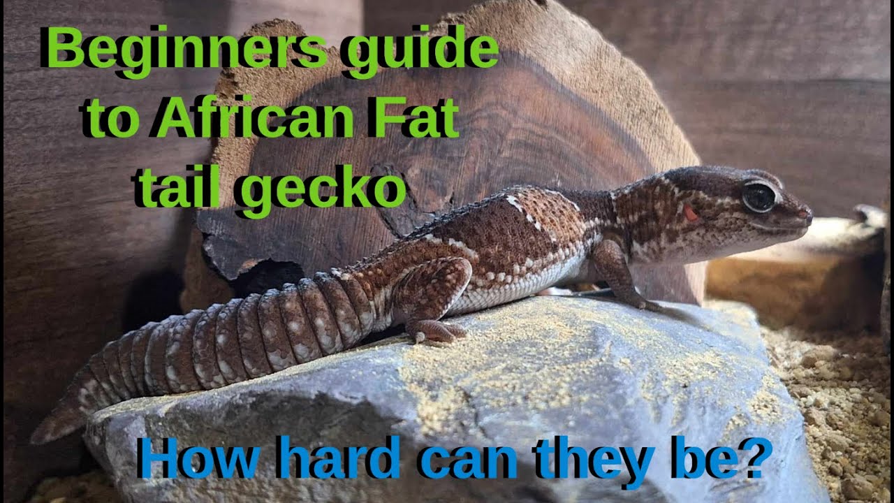 African Fat Tail Gecko Care guide for beginners