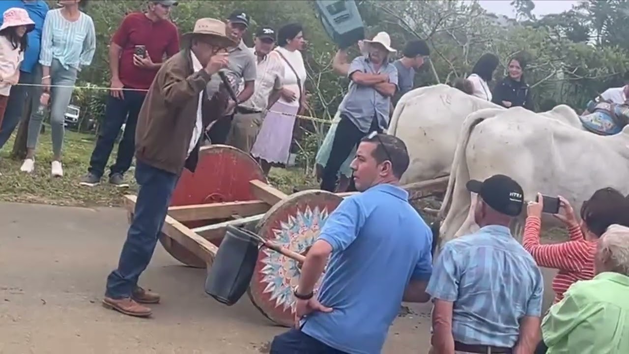Boyeo Tico, Desfile de Bueyes 🇨🇷🐂 