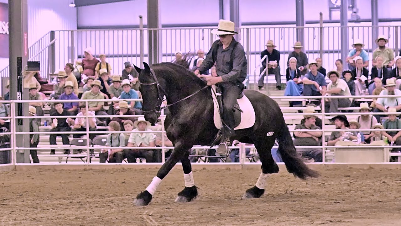 2024 Superior Friesian Sale Highlights