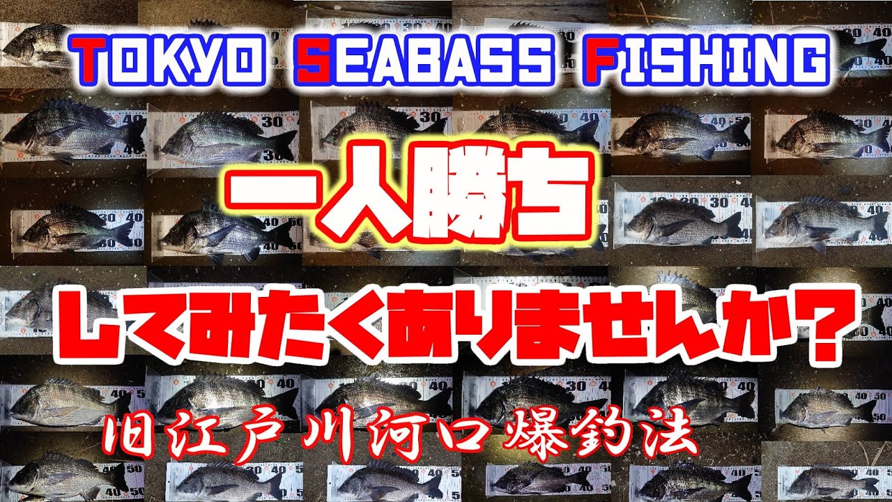 番外編第1弾:一人勝ちしてみたくありませんか(ﾟωﾟ)？旧江戸河川口チヌ爆釣法  #初心者 #簡単 #クロダイ #ルアー釣り#東京湾奥 #東京シーバスフィッシング