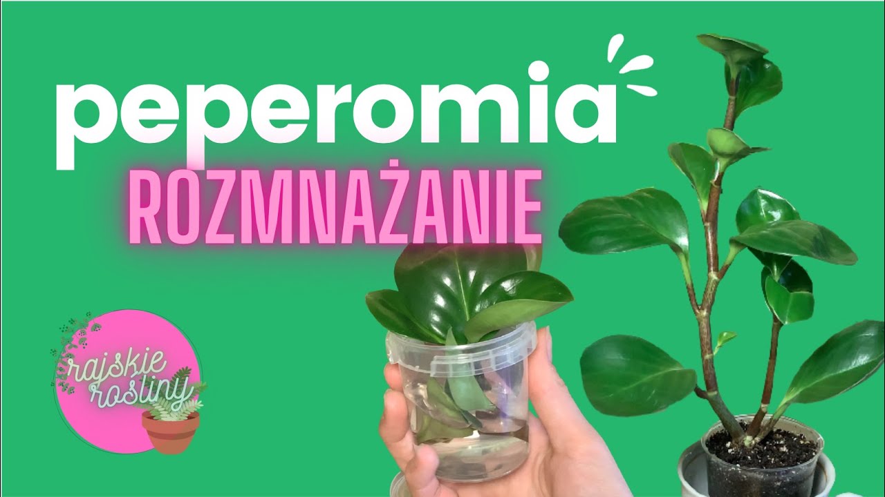 🌿 Peperomia Rozmnażanie | Jak Rozmnożyć Peperomię Obtusifolię?