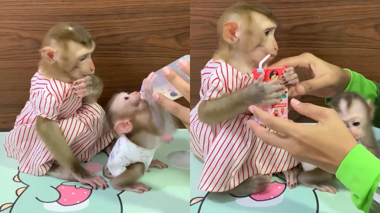 Sweet Baby Monkeys Feeding Time 🍼🐒 Cutest Sibling Moments Ever!