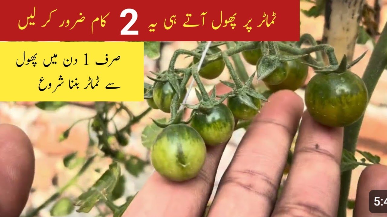 Tomato flower drop solution just in 2 days || Tamater k phool se tamater kiu nhi banta.