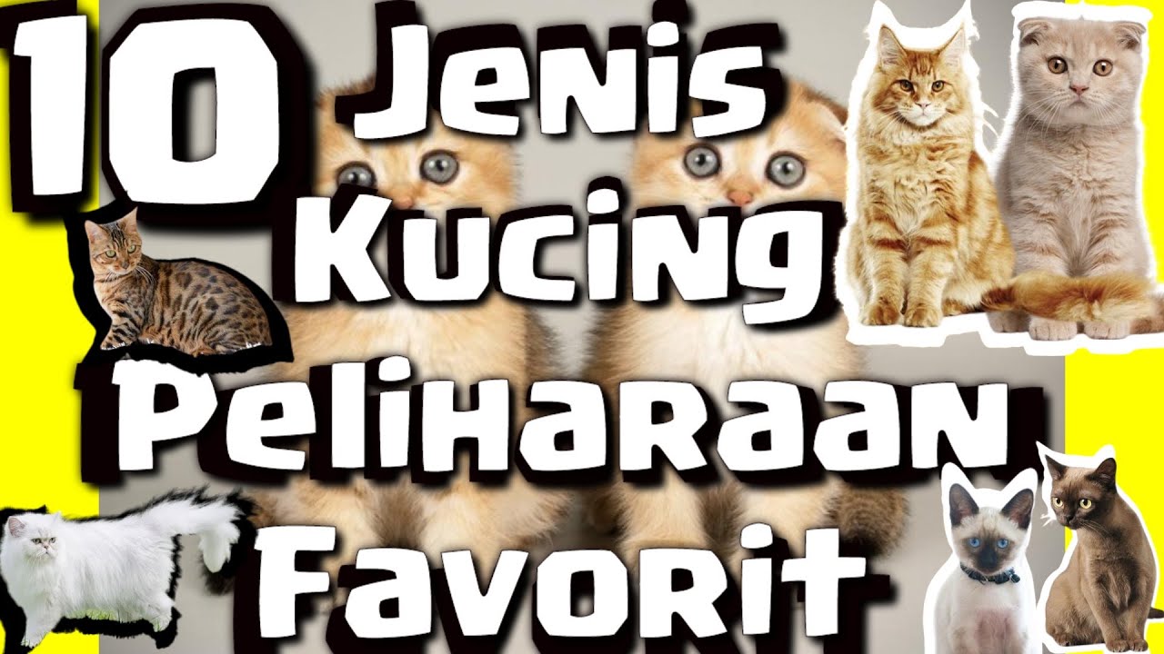10 Jenis Kucing Peliharaan Favorit 17 Juli 2023