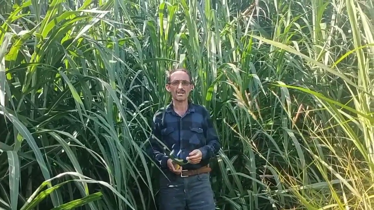 Süper Napier GRASS  Pakchong1 kaba yem bitkisi rekor üretim. 05417288582