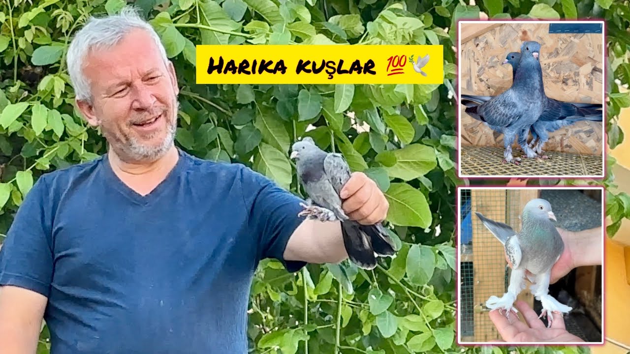 EFSANE DUMANLI 🔥 AYNALI KULA 💯 ERCAN ABİMİZDE HARİKA KUŞLAR İZLEDİK 🕊️ Taklacı Güvercin Oyunkuşu