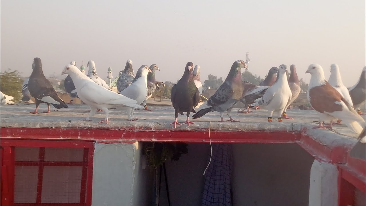 Kabootarbazi Pigeon اج کبوتر بازی لڑائیاں کا شوق ایک شکار کیا 🕊️