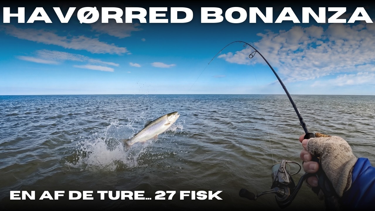Havørred Bonanza - En af de ture... 27 fisk