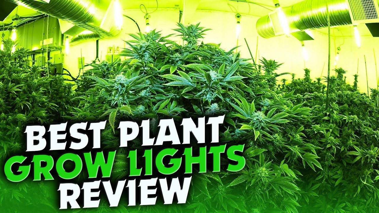 Top 5 Best Plant Grow Lights Review In 2022