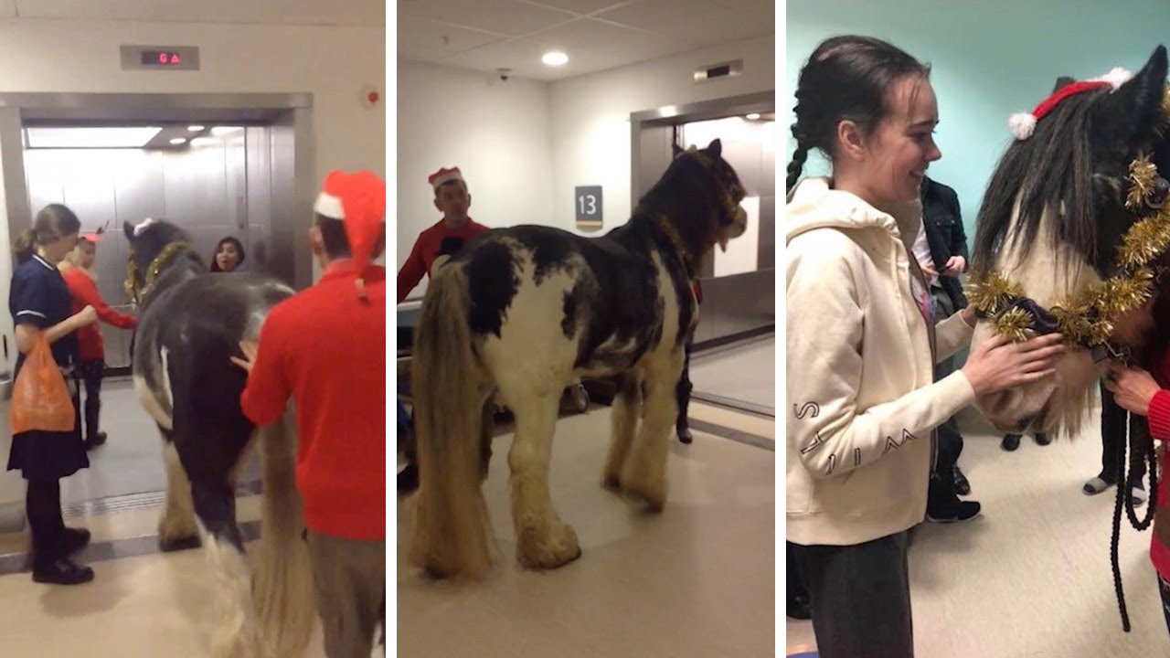 Horse Visits Unwell Owner In Hospital
