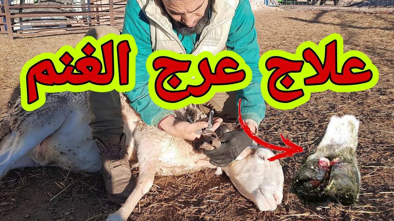 علاج العرج عند الاغنام بمادة بسيطة