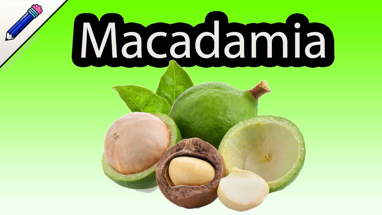 La Macadamia o Nuez de Macadamia La nuez m&aacute;s cara del mundo