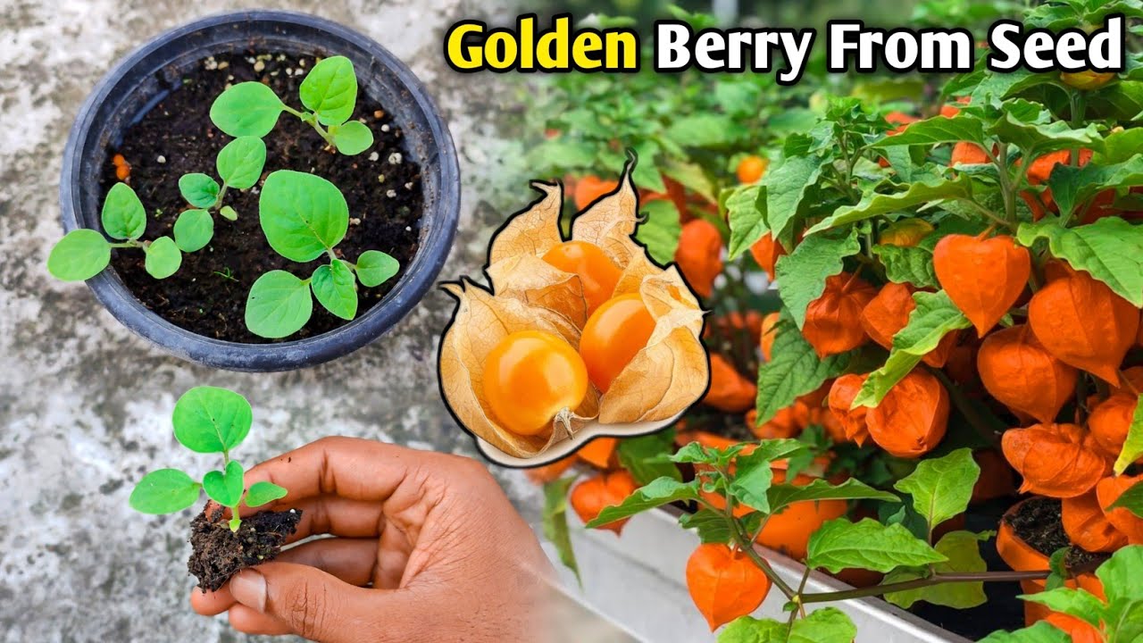 How To Grow Golden Berry From Seeds Easily | Golden Berry - Garden Grower Tips