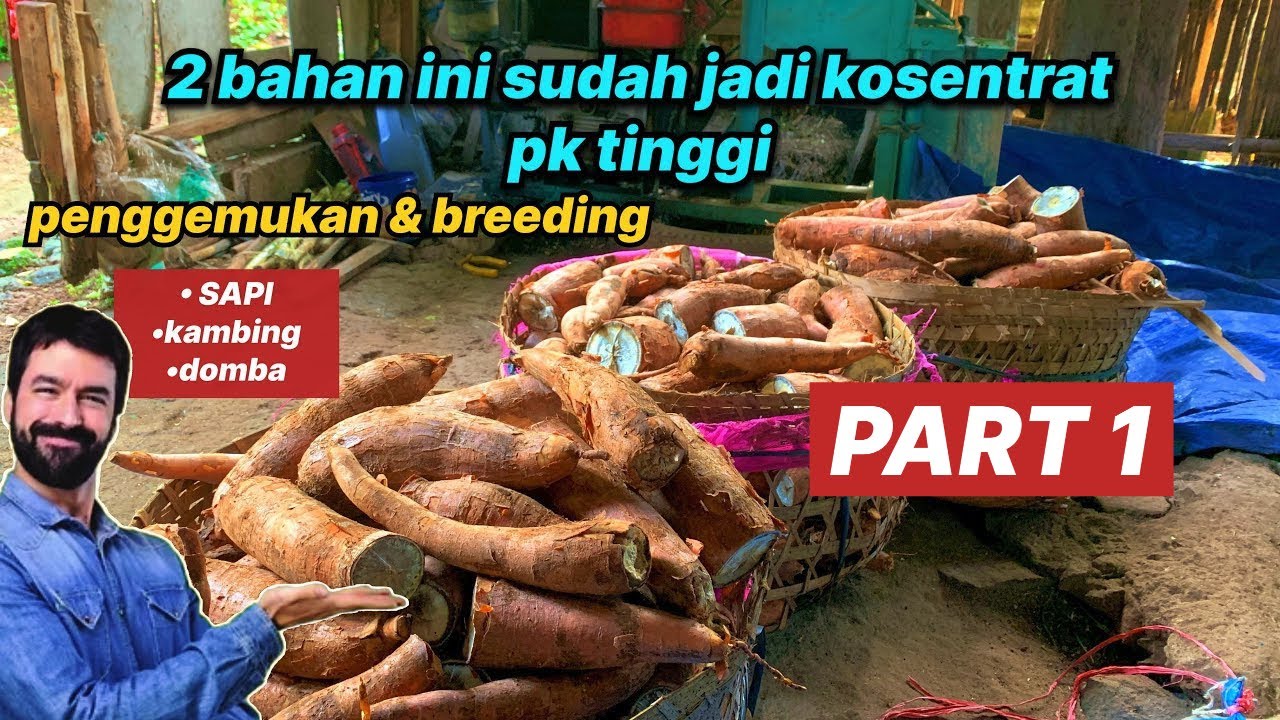SINGKONG UNTUK PAKAN TERNAK KAMBING untuk KOSENTRAT SEHAT DAN HEMAT ‼️