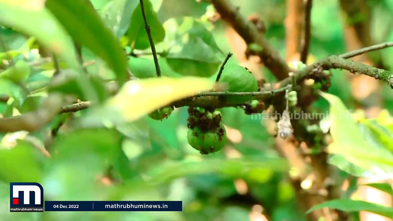 വീട്ടില്‍ സ്ഥലമില്ലാത്തവര്‍ക്കും വളര്‍ത്താം ജബോട്ടിക്കാവ | Fruits | Krishibhoomi | Mathrubhumi News