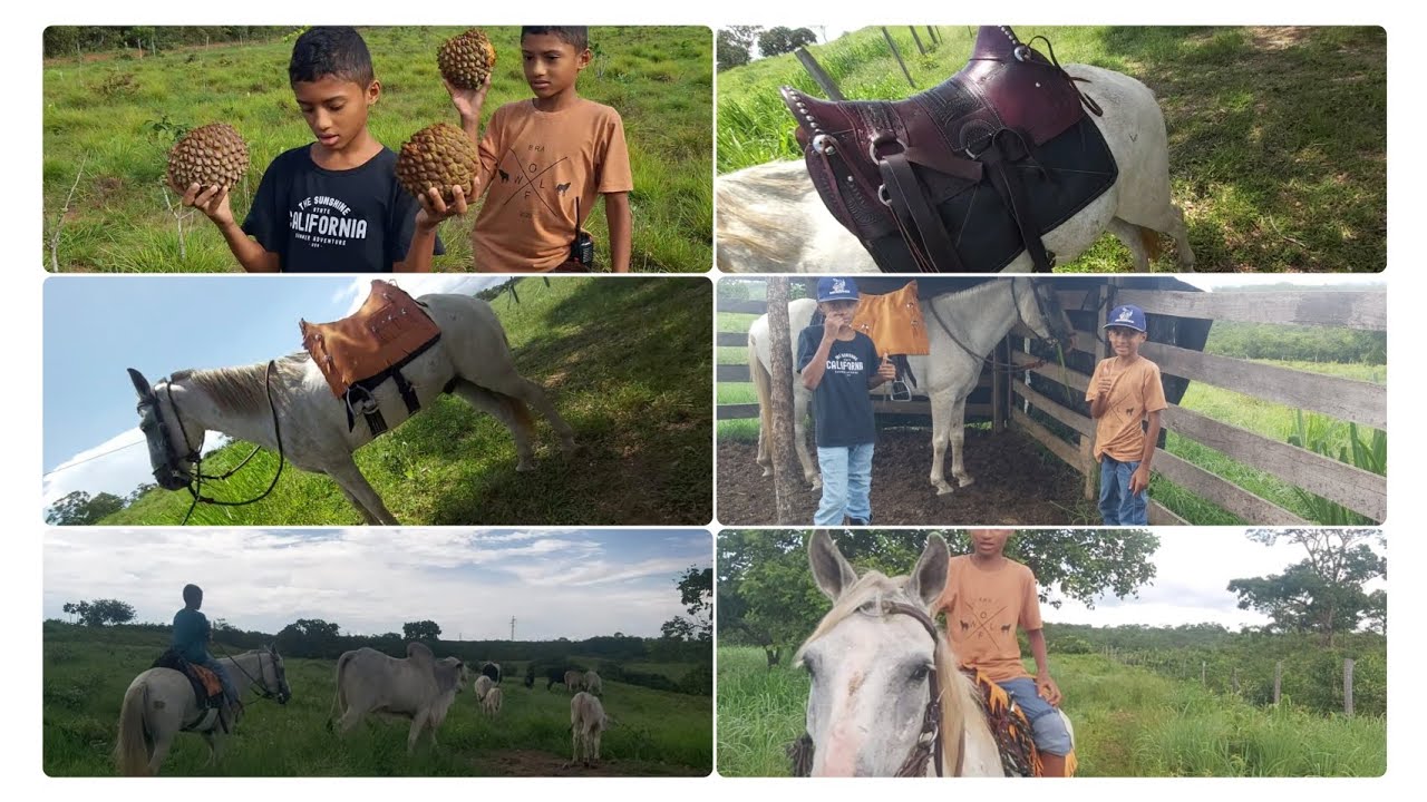Nosso domingo na roça/arreio pro nosso 🐴/Trocando o gado de piquetes. 
