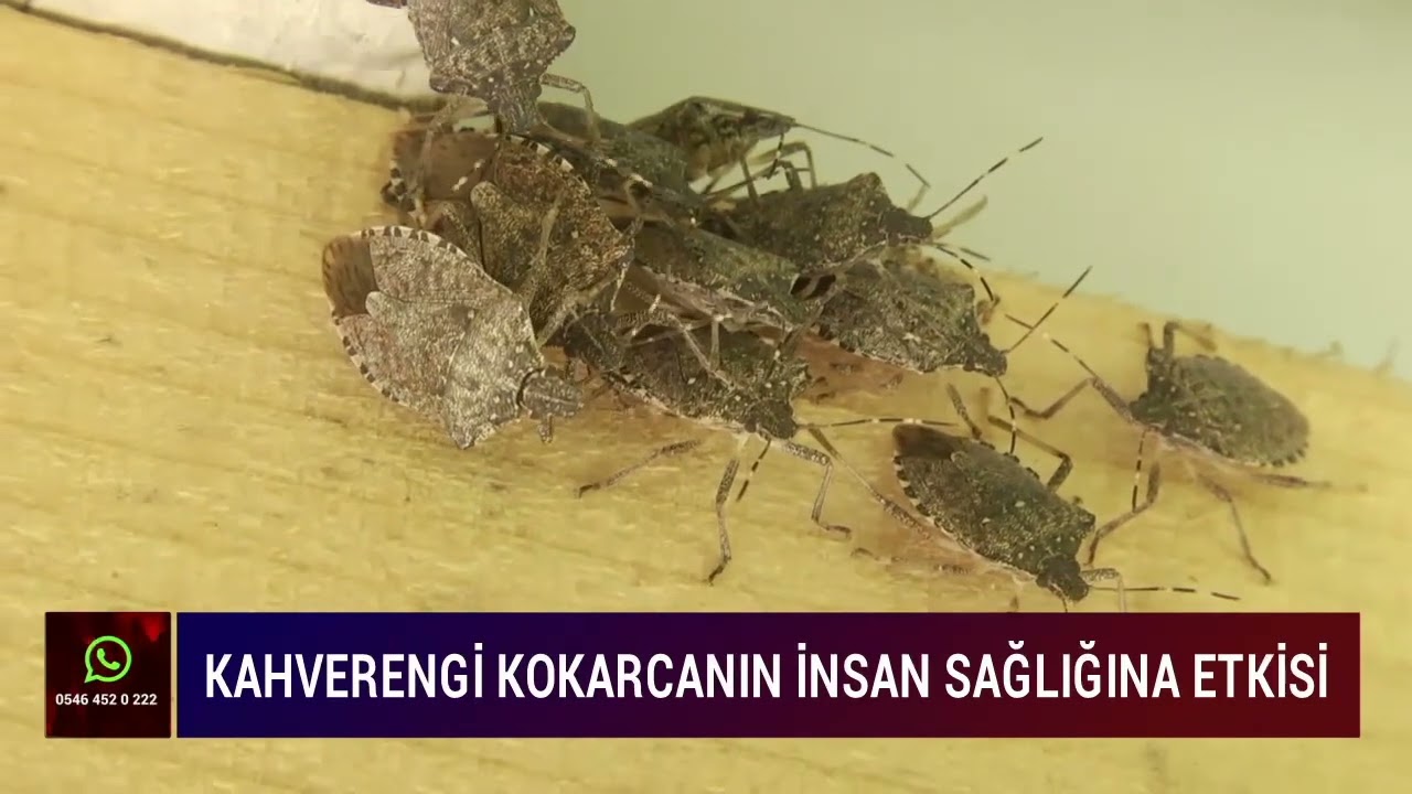 Kahverengi kokarca böceği ısırırsa ne olur ?