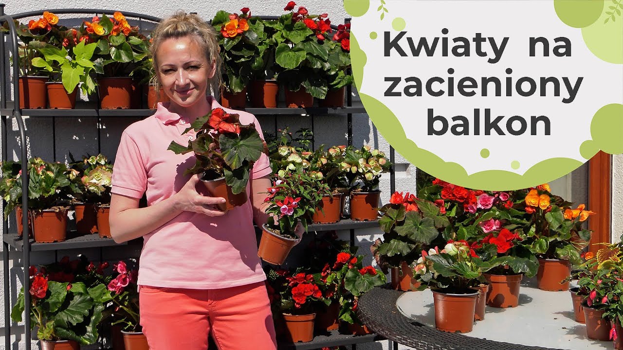 Jakie kwiaty sadzić na zacienionych balkonach? Kwiaty balkonowe lubiące cień.