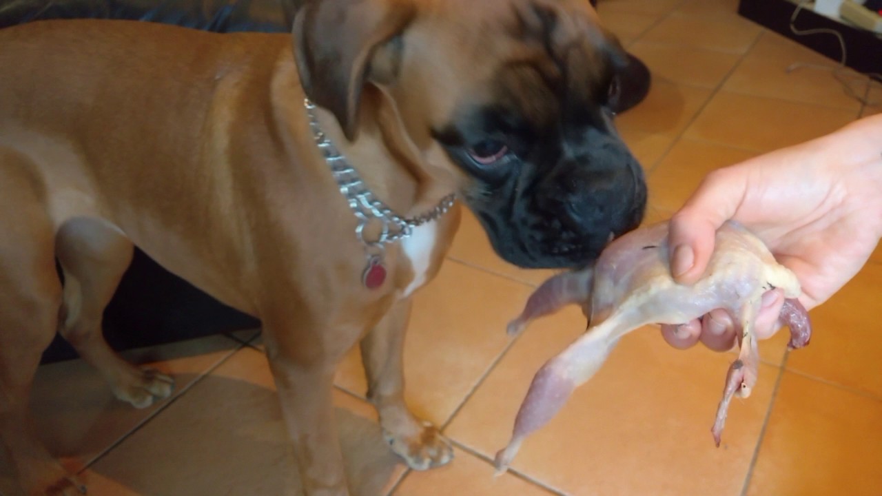Dieta BARF: le prime ossa polpose