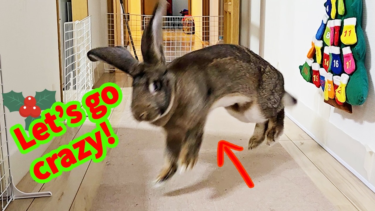 Giant Bunny’s Crazy Xmas! Drinks Beer and Eats a Xmas Tree? with EMO Pet Robot