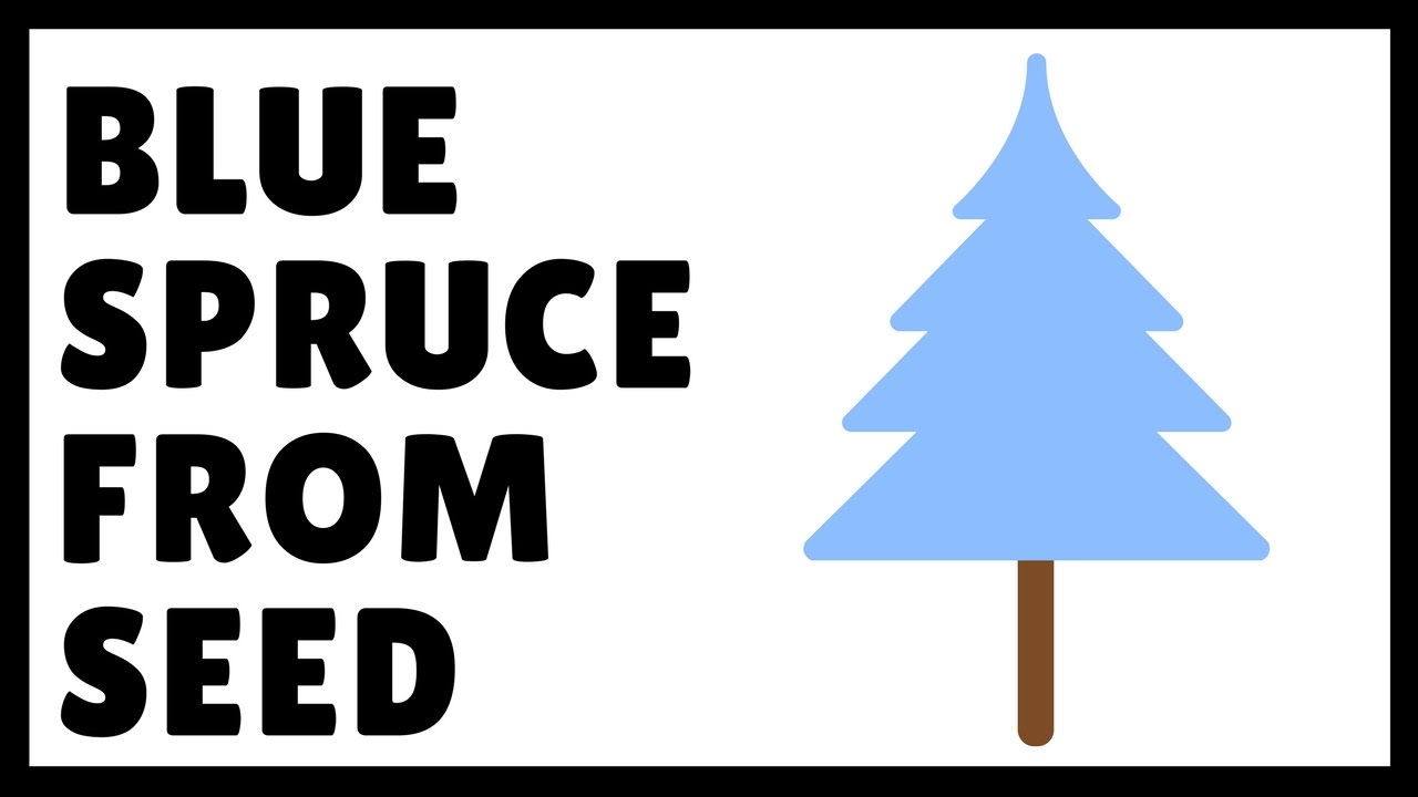 How to Grow Blue Spruce From Seed