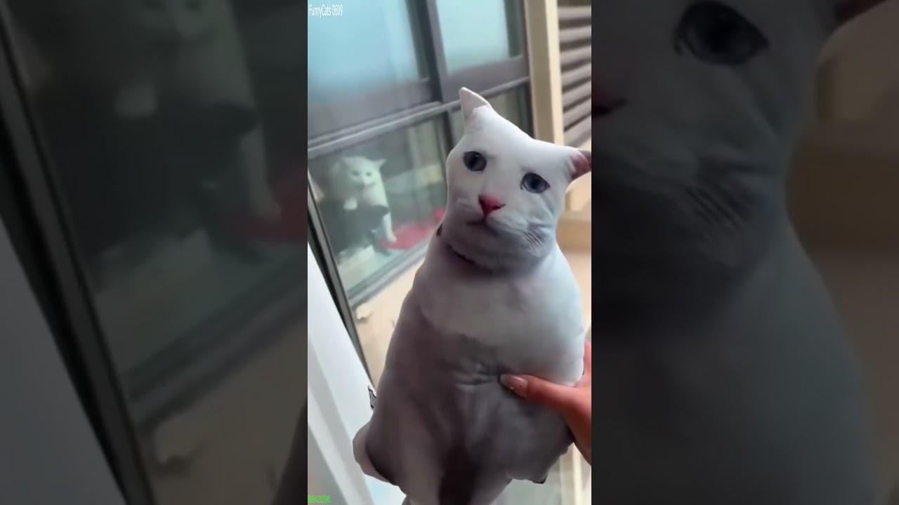 Funny Cats 2025 🐈‍⬛ Kitten meowing 🥰 # Episode 5364