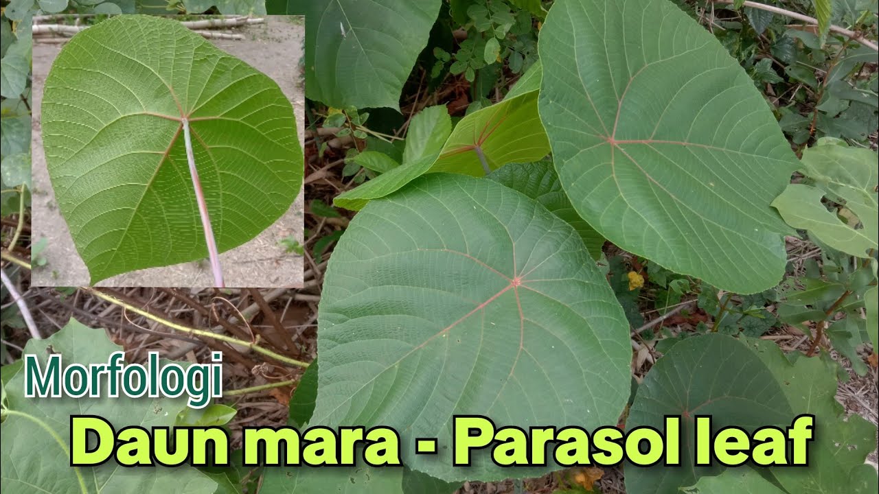 Macaranga tanarius leaves
