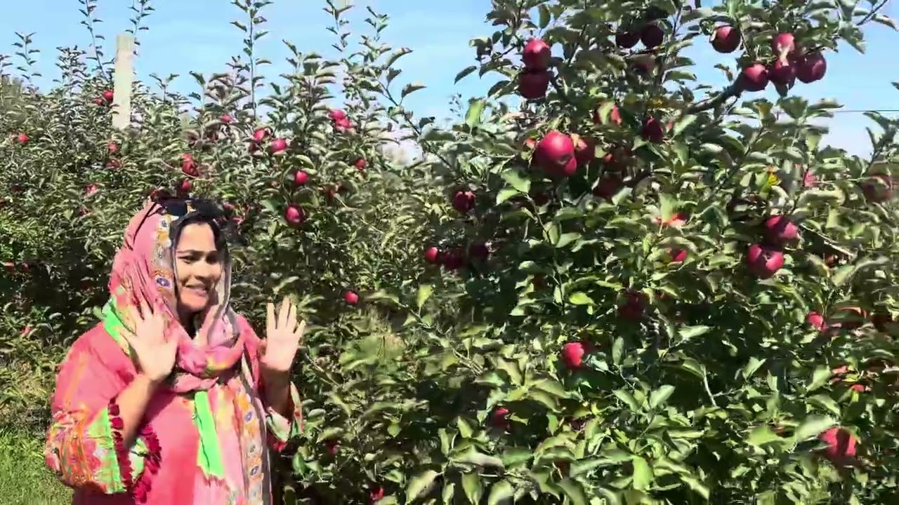 মনে হচ্ছে এক টুকরো জান্নাত🍎 , মাশাল্লাহ কি যে সুন্দর ( So beautiful place ￼)🍎🍏