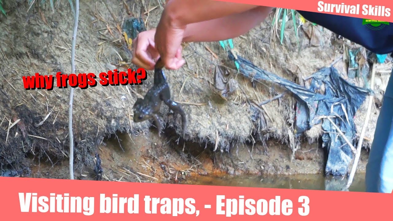 Survival Skills | Visiting bird traps, why frogs stick? Episode 3.