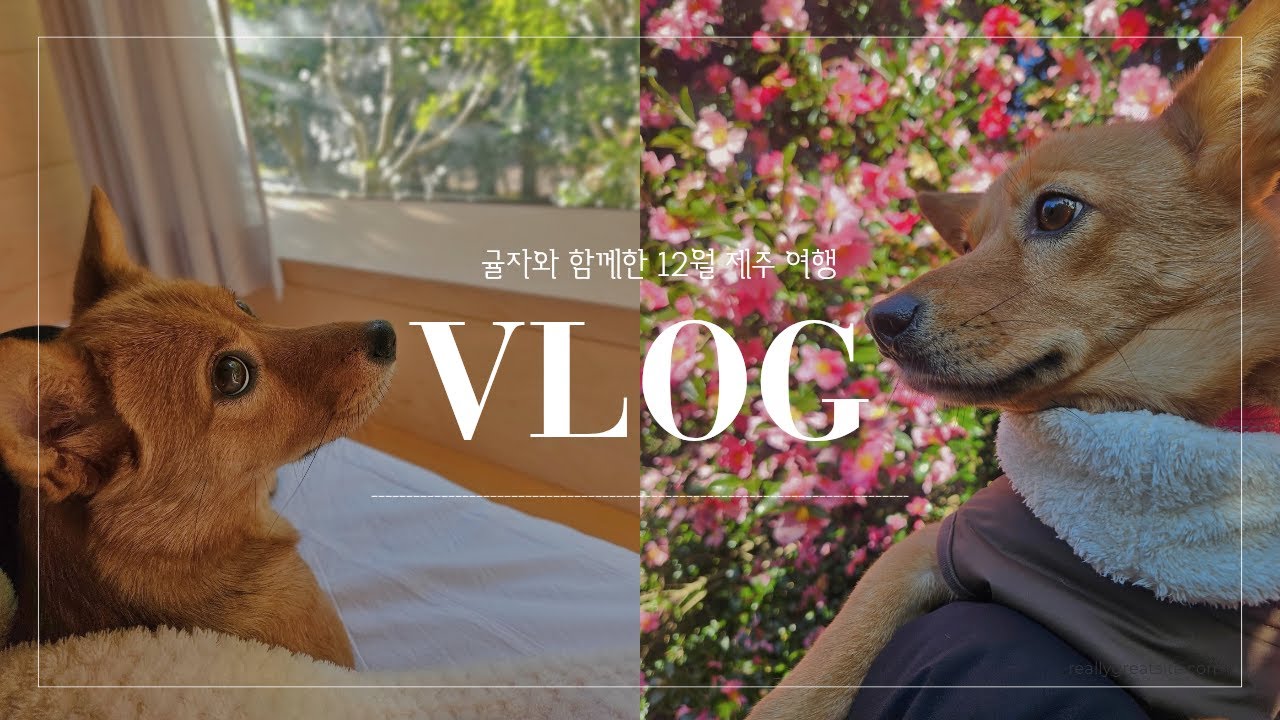 귤자랑 제주도