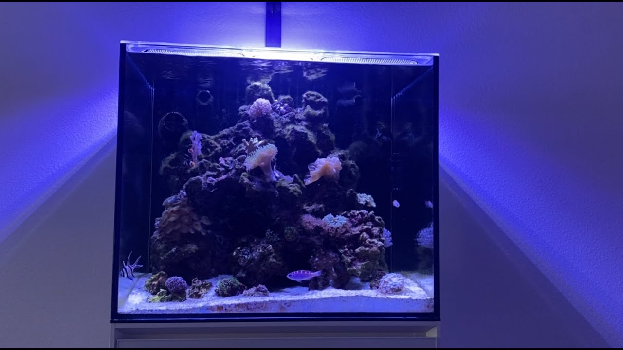 Update on the Saltwater Aquarium and Coral Shopping!