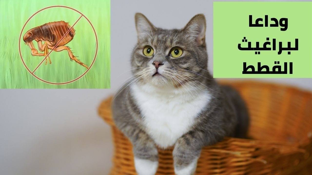 10 طرق منزلية للقضاء على البراغيث نهائيا