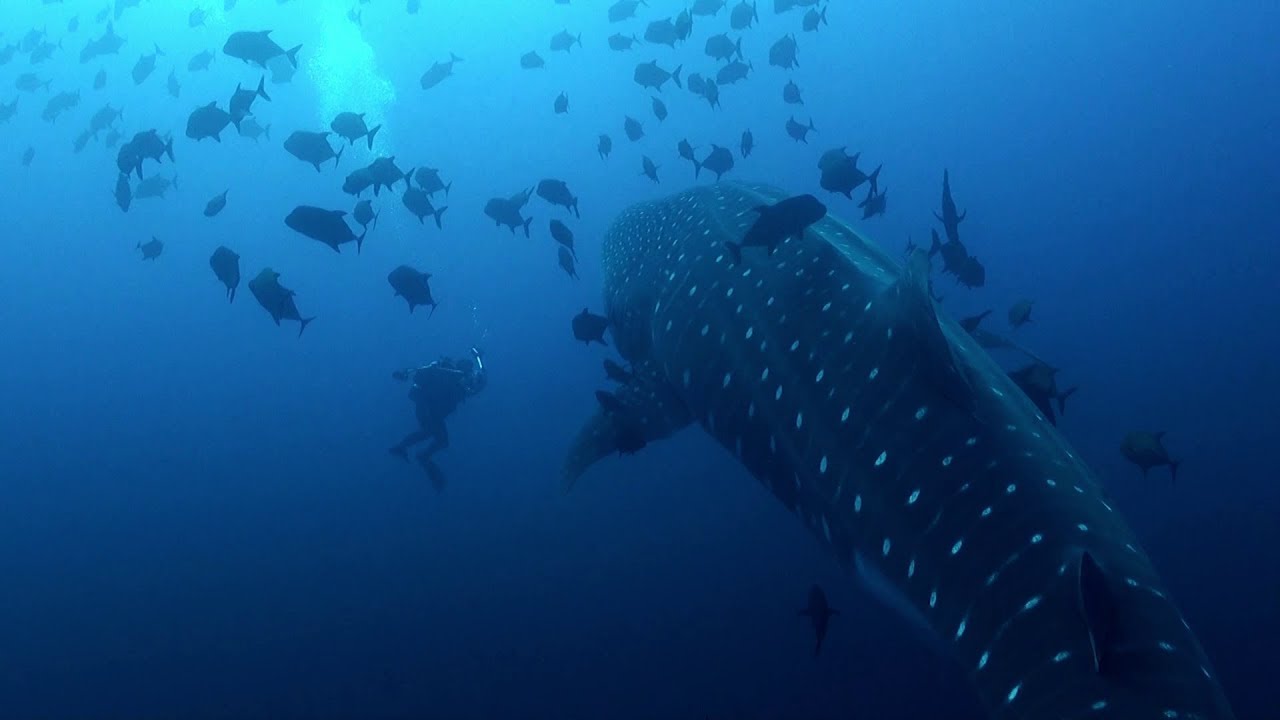 Islas Revillagigedos - Socorro Islands