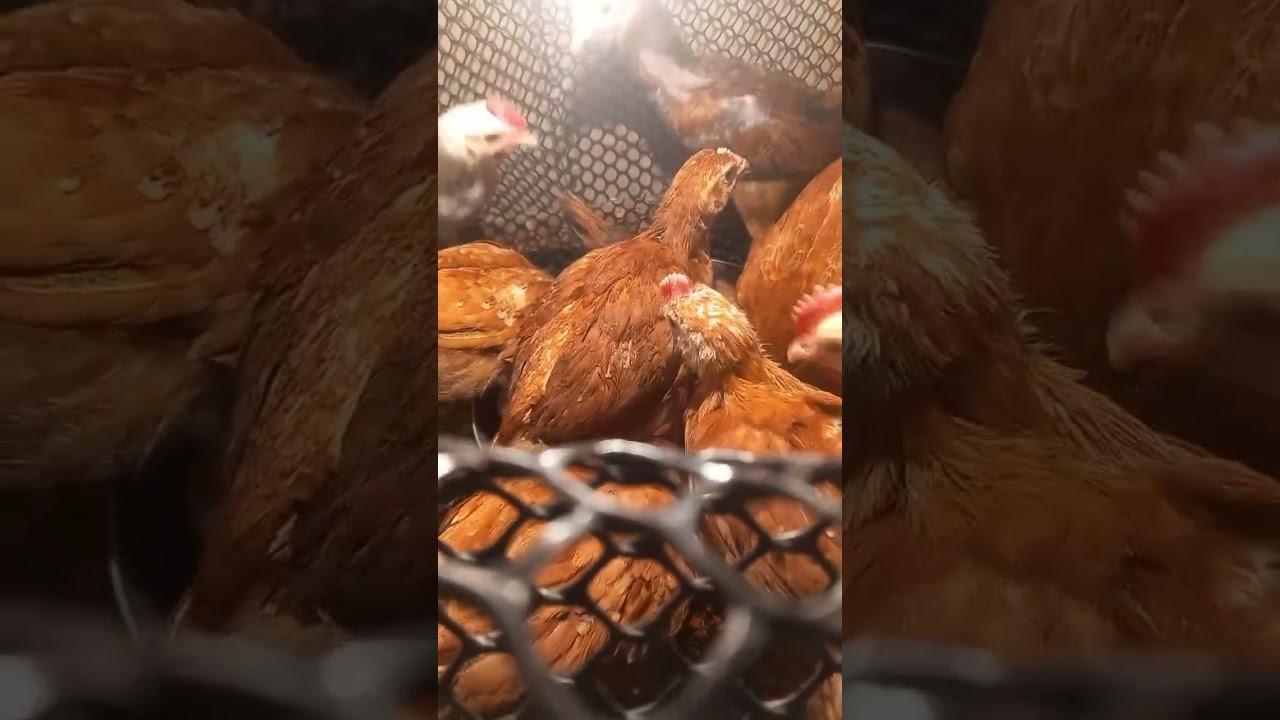 نصائح ل مرمبي الفراخ البلدي و محتاج يوفر في العلف 👌