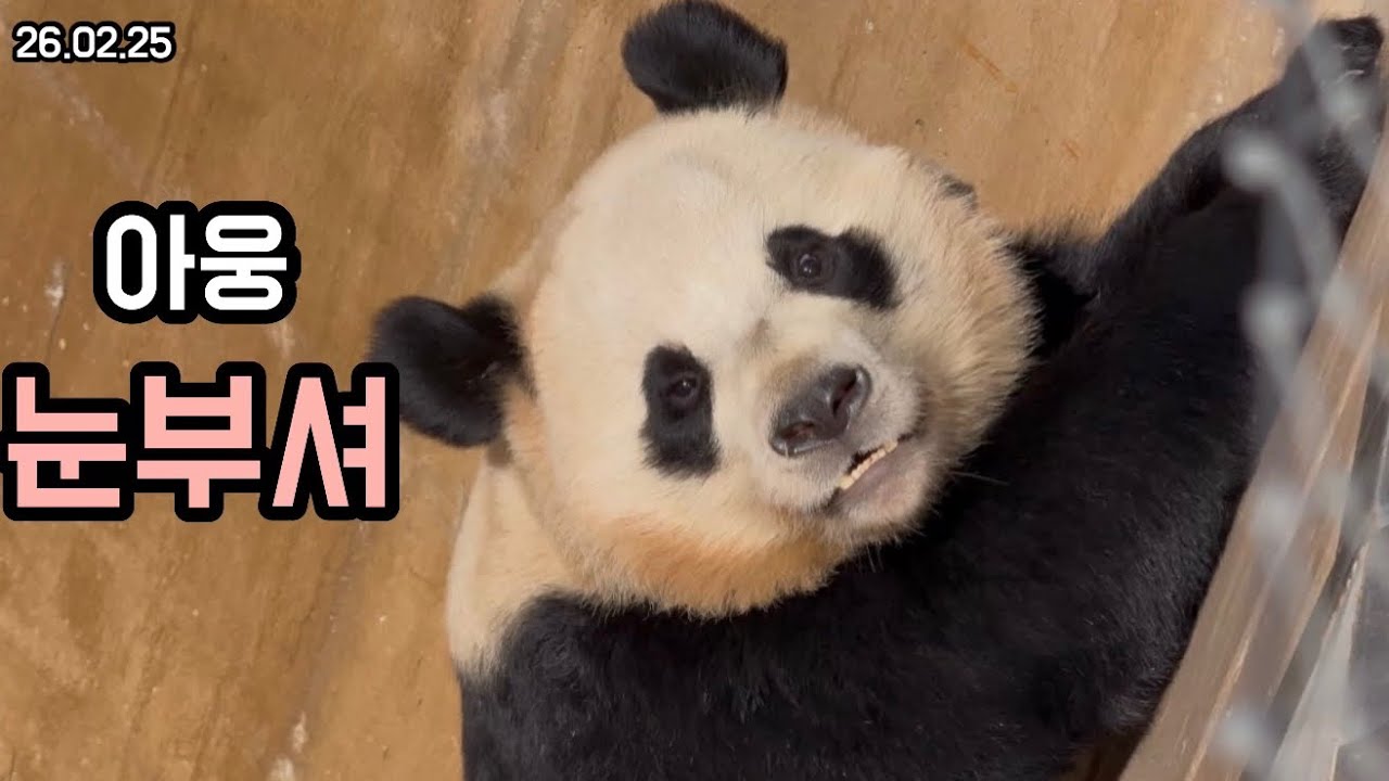 26.02.25 야외에서 더 빛나는 후이의 핑크 콧꼬몽🐽🩷