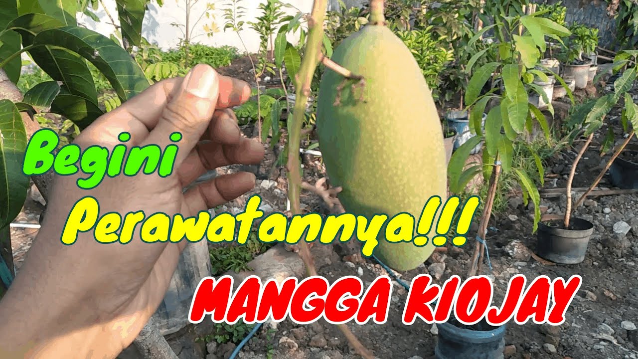 🔴TIDAK BANYAK YANG TAU!!! CARA MERAWAT MANGGA KIOJAY THAILAND