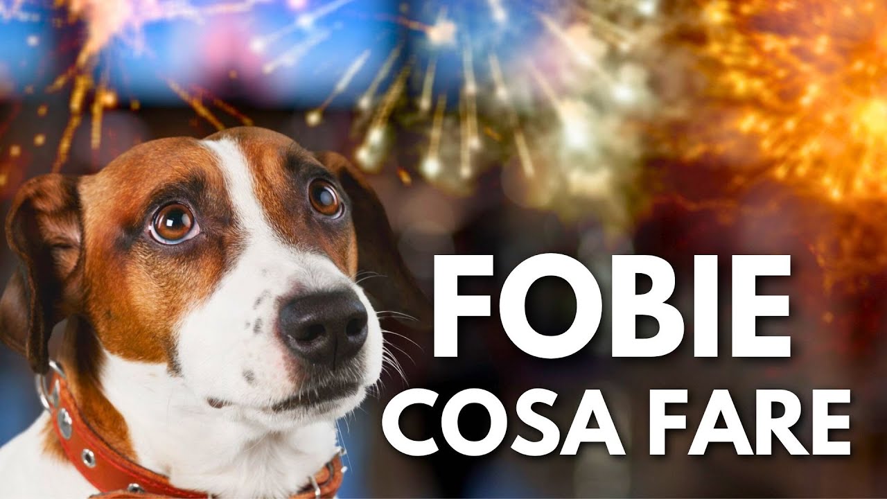 Cosa fare quando la paura del tuo cane diventa trauma
